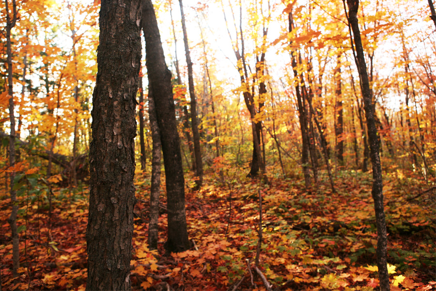 horizontalmaplepatchstamp