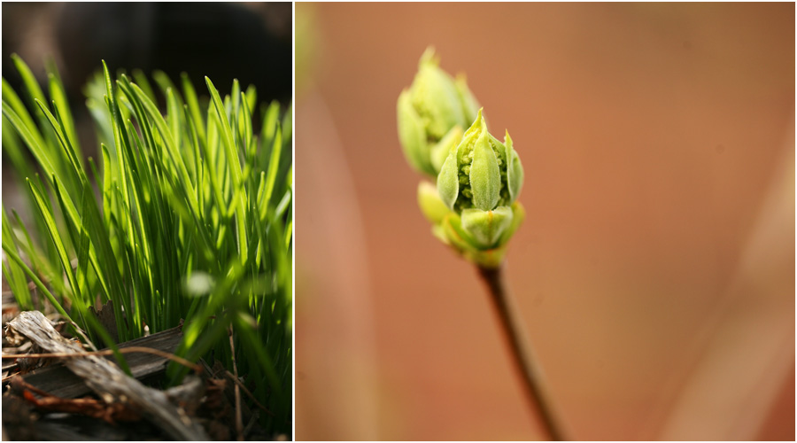 collagespringplants